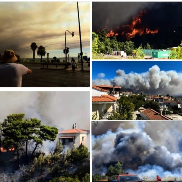 Κακοποίηση ζώων και ακτιβισμός - Η αδέσμευτη φωνή των τετράποδων