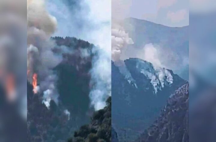 Κακοποίηση ζώων και ακτιβισμός - Η αδέσμευτη φωνή των τετράποδων