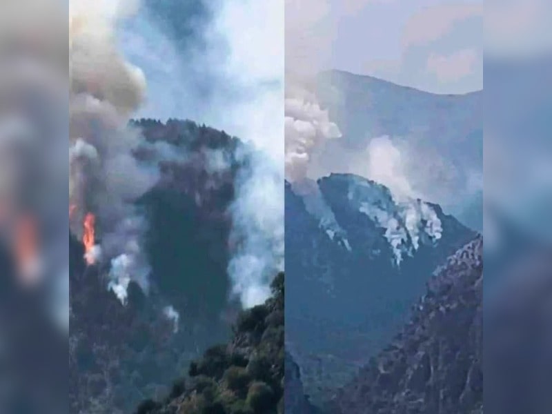 Κακοποίηση ζώων και ακτιβισμός - Η αδέσμευτη φωνή των τετράποδων