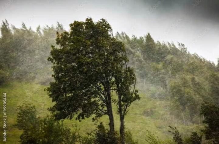 Κακοποίηση ζώων και ακτιβισμός - Η αδέσμευτη φωνή των τετράποδων