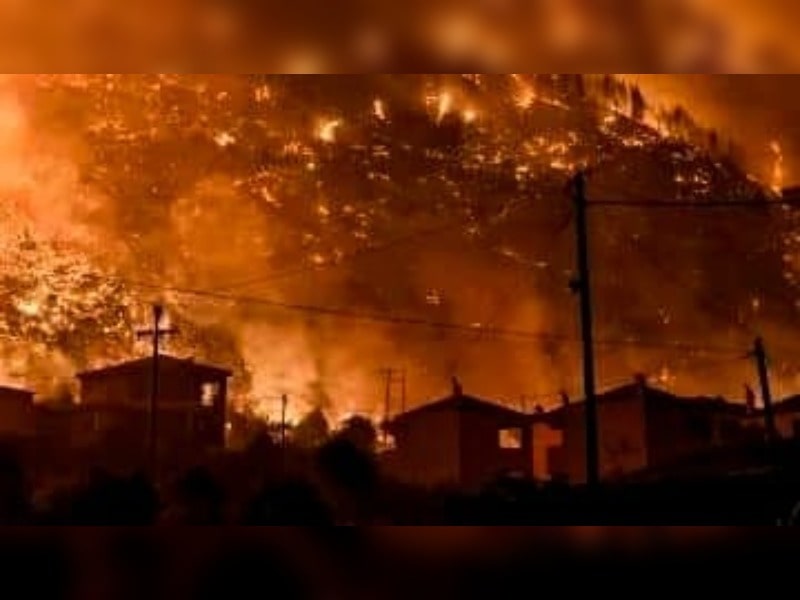 Κακοποίηση ζώων και ακτιβισμός - Η αδέσμευτη φωνή των τετράποδων