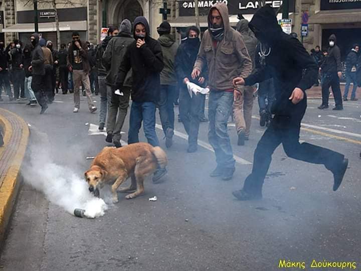 Κακοποίηση ζώων και ακτιβισμός - Η αδέσμευτη φωνή των τετράποδων