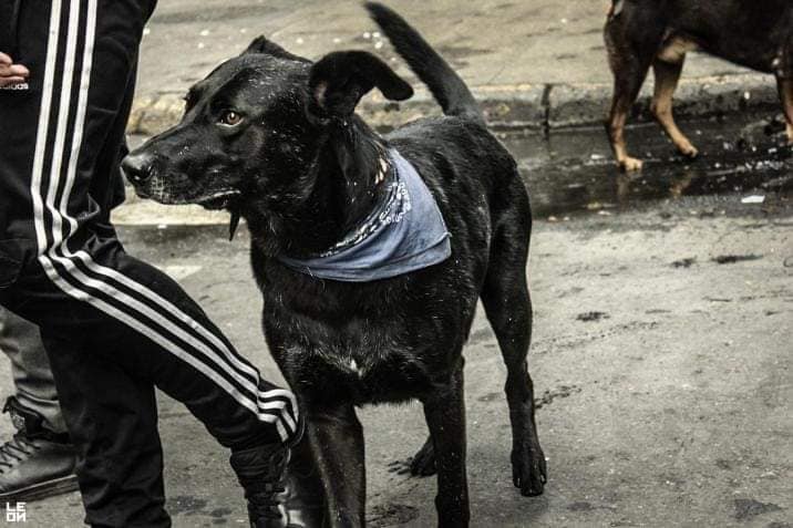 Κακοποίηση ζώων και ακτιβισμός - Η αδέσμευτη φωνή των τετράποδων