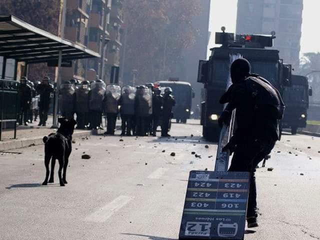 Κακοποίηση ζώων και ακτιβισμός - Η αδέσμευτη φωνή των τετράποδων