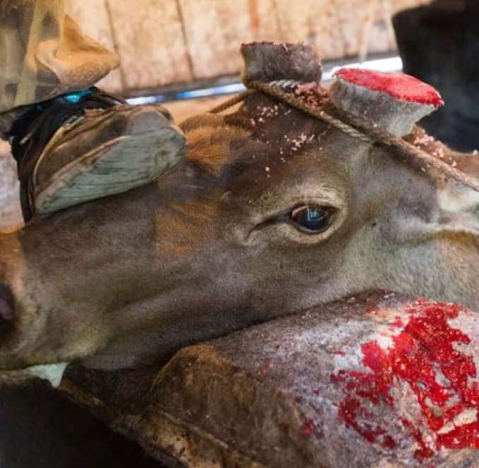 Κακοποίηση ζώων και ακτιβισμός - Η αδέσμευτη φωνή των τετράποδων