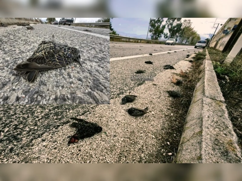 Κακοποίηση ζώων και ακτιβισμός - Η αδέσμευτη φωνή των τετράποδων