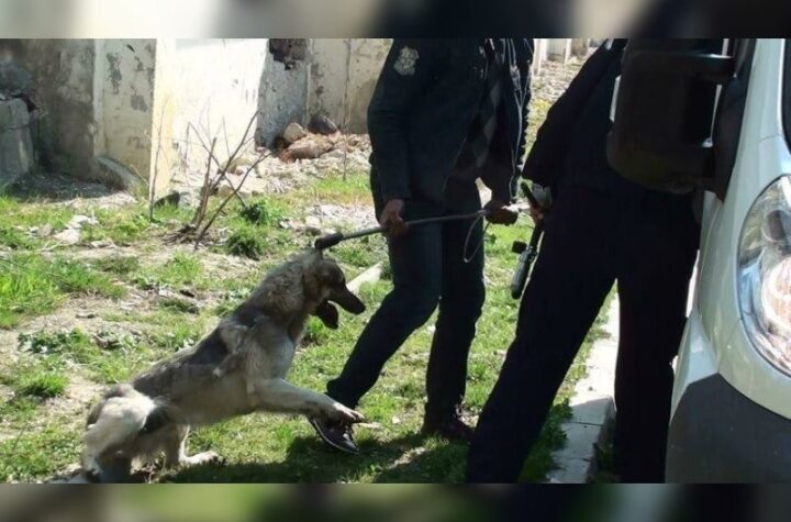 Κακοποίηση ζώων και ακτιβισμός - Η αδέσμευτη φωνή των τετράποδων