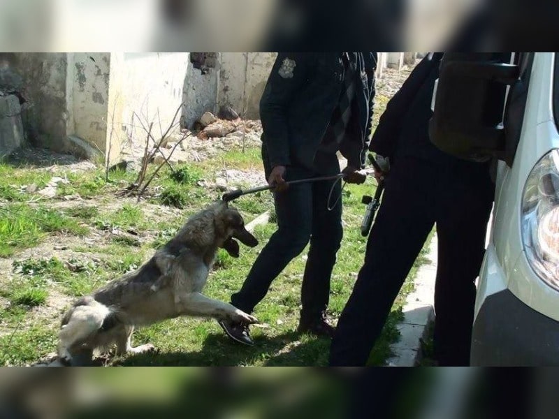 Κακοποίηση ζώων και ακτιβισμός - Η αδέσμευτη φωνή των τετράποδων