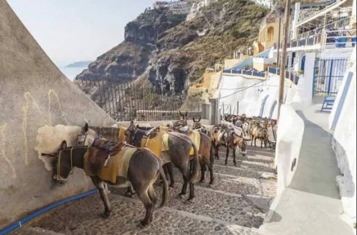 Κακοποίηση ζώων και ακτιβισμός - Η αδέσμευτη φωνή των τετράποδων