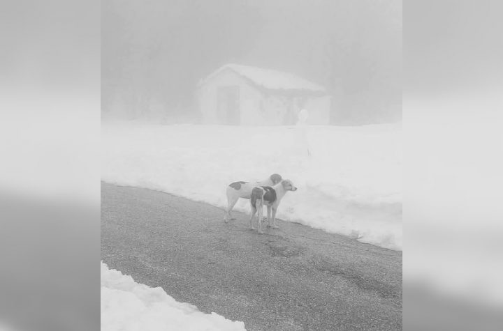 Κακοποίηση ζώων και ακτιβισμός - Η αδέσμευτη φωνή των τετράποδων