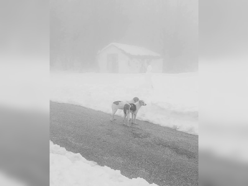 Κακοποίηση ζώων και ακτιβισμός - Η αδέσμευτη φωνή των τετράποδων