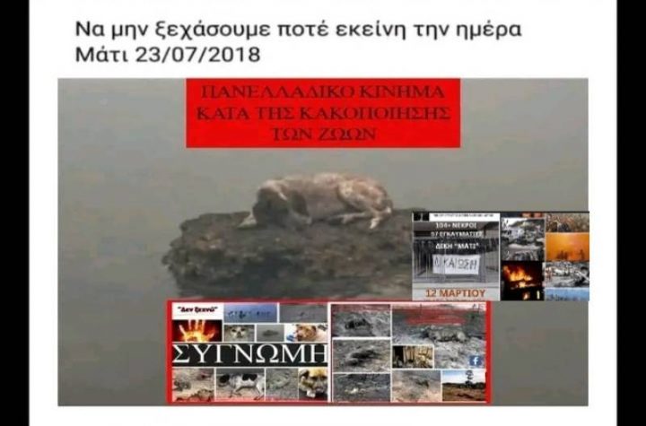 Κακοποίηση ζώων και ακτιβισμός - Η αδέσμευτη φωνή των τετράποδων