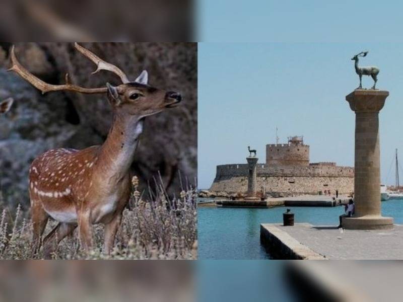 Κακοποίηση ζώων και ακτιβισμός - Η αδέσμευτη φωνή των τετράποδων