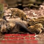 Κακοποίηση ζώων και ακτιβισμός - Η αδέσμευτη φωνή των τετράποδων