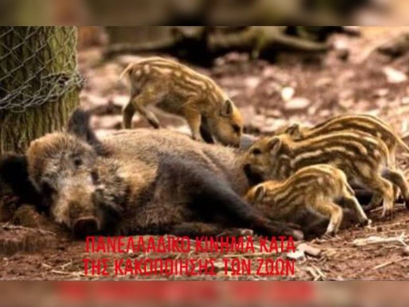 Κακοποίηση ζώων και ακτιβισμός - Η αδέσμευτη φωνή των τετράποδων