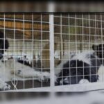 Κακοποίηση ζώων και ακτιβισμός - Η αδέσμευτη φωνή των τετράποδων