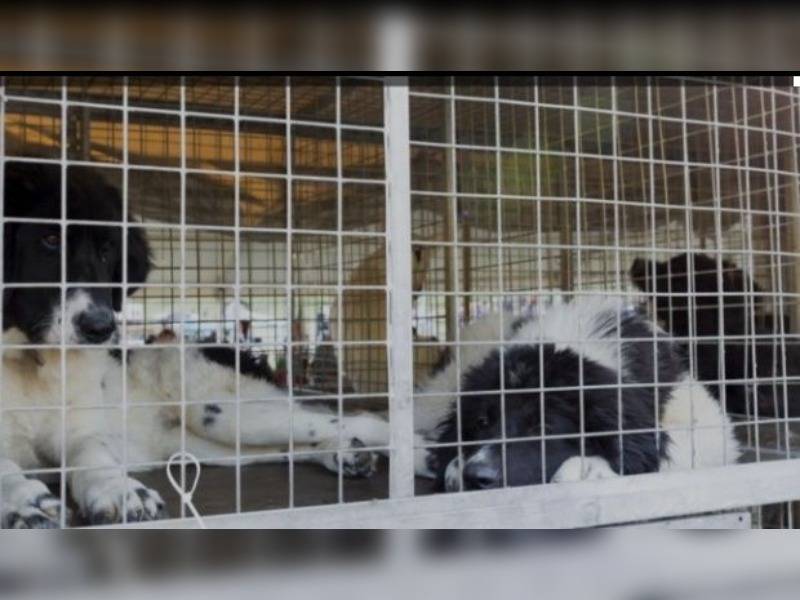 Κακοποίηση ζώων και ακτιβισμός - Η αδέσμευτη φωνή των τετράποδων
