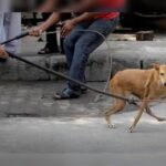 Κακοποίηση ζώων και ακτιβισμός - Η αδέσμευτη φωνή των τετράποδων