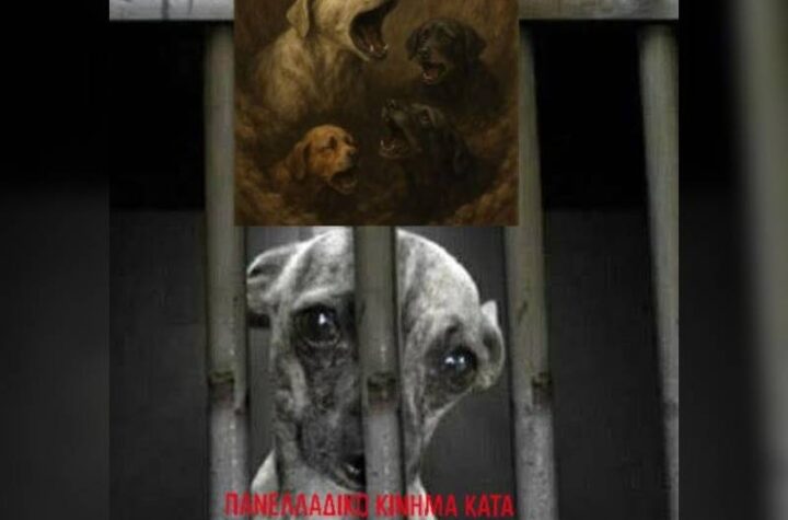Κακοποίηση ζώων και ακτιβισμός - Η αδέσμευτη φωνή των τετράποδων