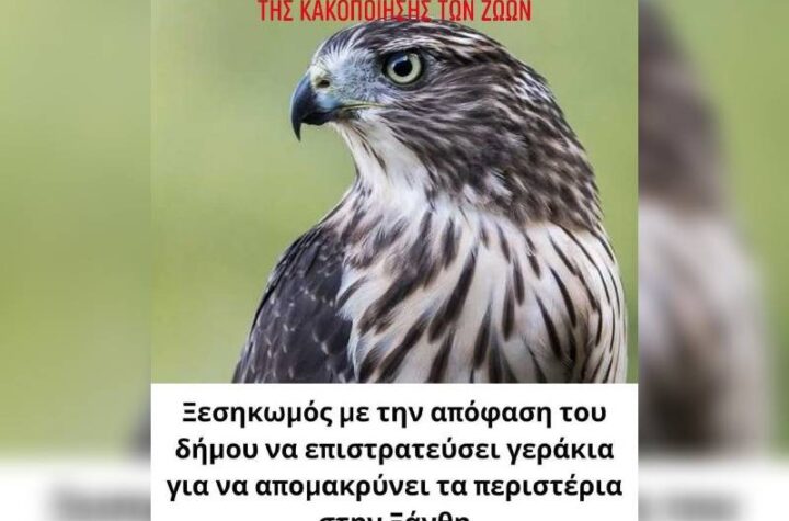Κακοποίηση ζώων και ακτιβισμός - Η αδέσμευτη φωνή των τετράποδων