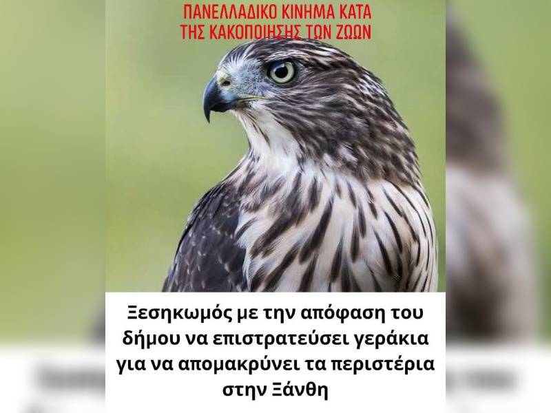 Κακοποίηση ζώων και ακτιβισμός - Η αδέσμευτη φωνή των τετράποδων