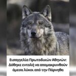 Κακοποίηση ζώων και ακτιβισμός - Η αδέσμευτη φωνή των τετράποδων