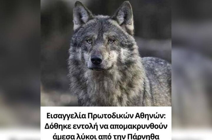 Κακοποίηση ζώων και ακτιβισμός - Η αδέσμευτη φωνή των τετράποδων