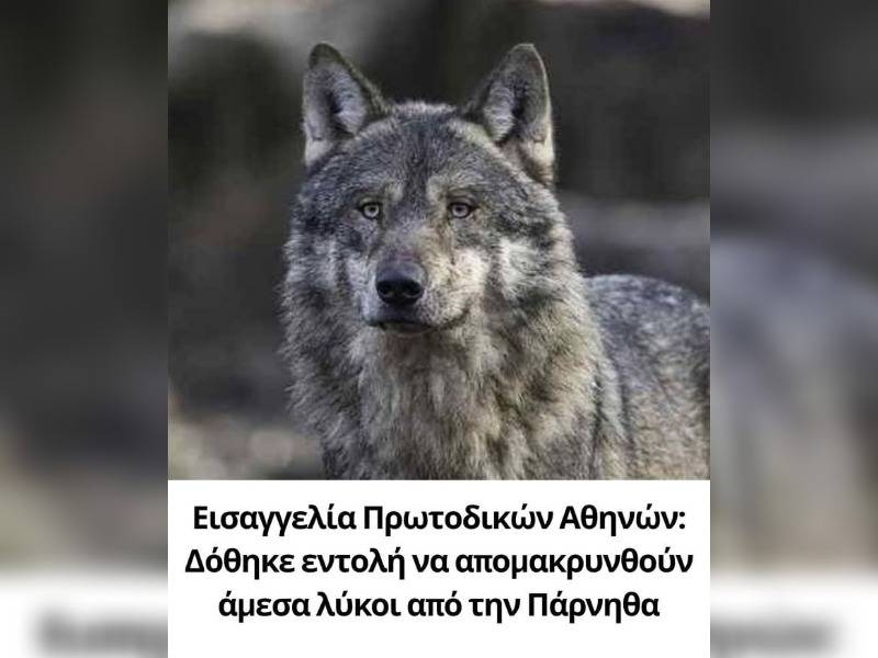 Κακοποίηση ζώων και ακτιβισμός - Η αδέσμευτη φωνή των τετράποδων