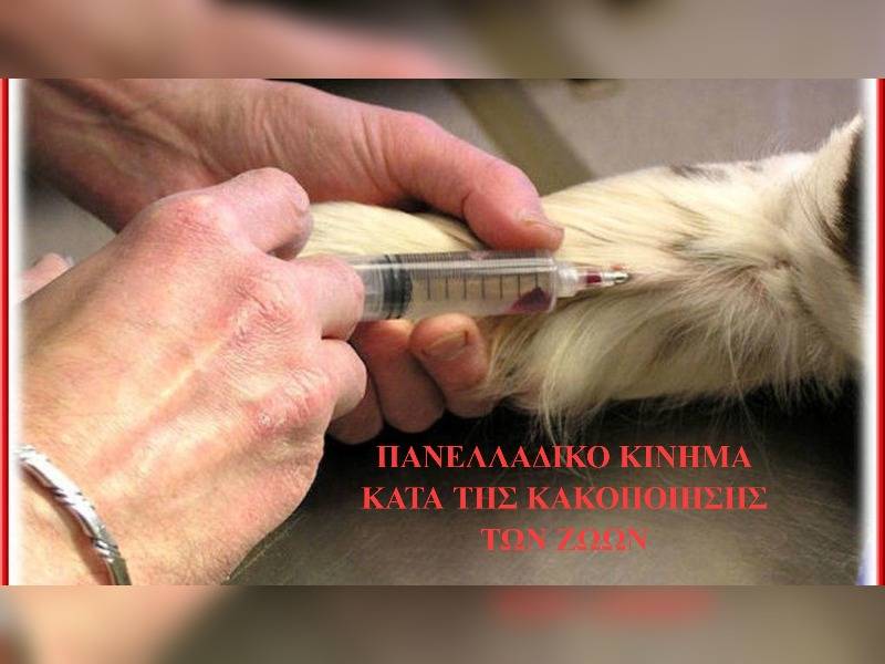 Κακοποίηση ζώων και ακτιβισμός - Η αδέσμευτη φωνή των τετράποδων