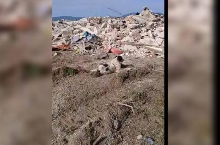 Κακοποίηση ζώων και ακτιβισμός - Η αδέσμευτη φωνή των τετράποδων