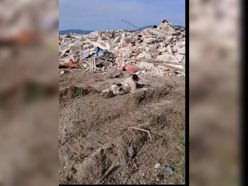 Κακοποίηση ζώων και ακτιβισμός - Η αδέσμευτη φωνή των τετράποδων