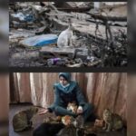 Κακοποίηση ζώων και ακτιβισμός - Η αδέσμευτη φωνή των τετράποδων