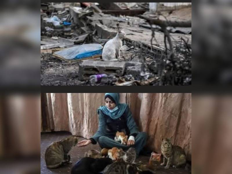 Κακοποίηση ζώων και ακτιβισμός - Η αδέσμευτη φωνή των τετράποδων