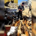 Κακοποίηση ζώων και ακτιβισμός - Η αδέσμευτη φωνή των τετράποδων