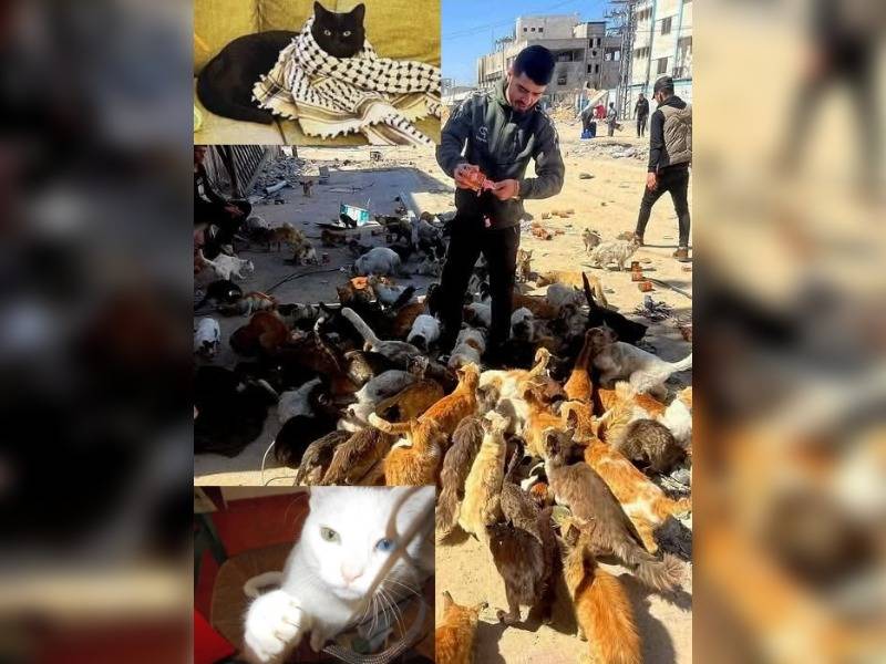 Κακοποίηση ζώων και ακτιβισμός - Η αδέσμευτη φωνή των τετράποδων