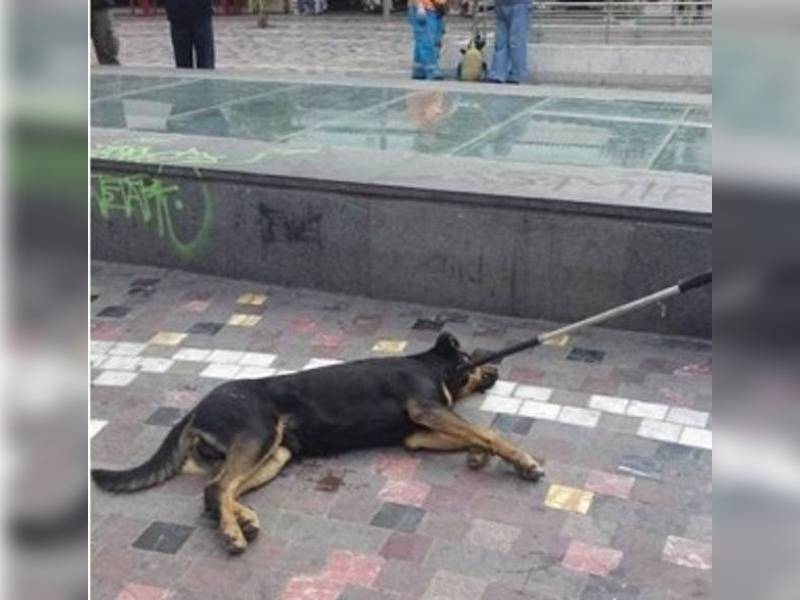 Κακοποίηση ζώων και ακτιβισμός - Η αδέσμευτη φωνή των τετράποδων