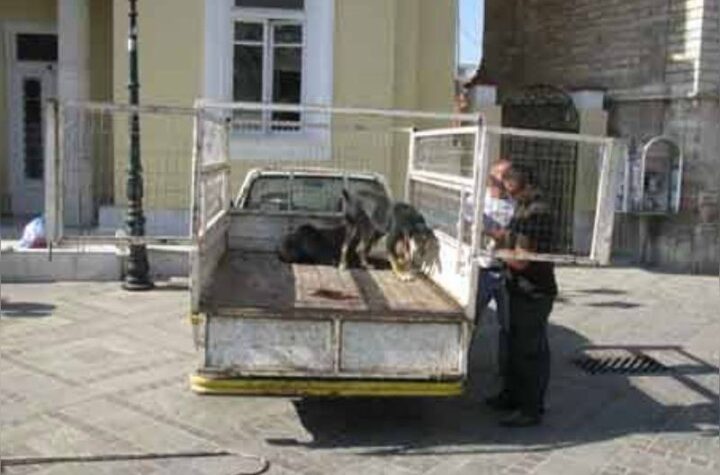 Κακοποίηση ζώων και ακτιβισμός - Η αδέσμευτη φωνή των τετράποδων