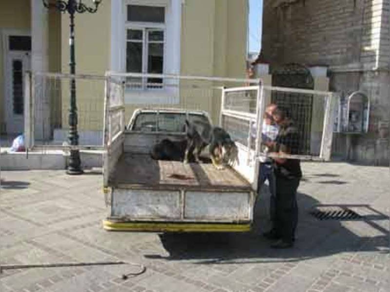 Κακοποίηση ζώων και ακτιβισμός - Η αδέσμευτη φωνή των τετράποδων