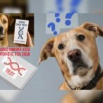 Κακοποίηση ζώων και ακτιβισμός - Η αδέσμευτη φωνή των τετράποδων