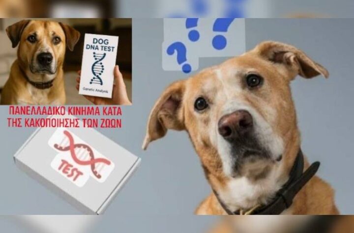 Κακοποίηση ζώων και ακτιβισμός - Η αδέσμευτη φωνή των τετράποδων