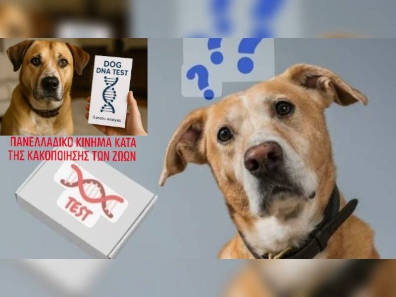 Κακοποίηση ζώων και ακτιβισμός - Η αδέσμευτη φωνή των τετράποδων
