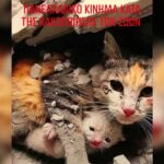 Κακοποίηση ζώων και ακτιβισμός - Η αδέσμευτη φωνή των τετράποδων