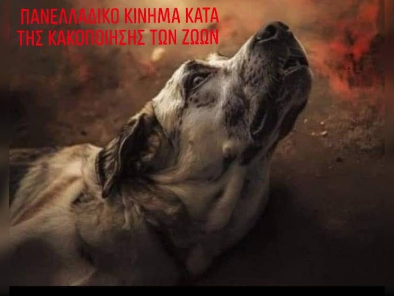 Κακοποίηση ζώων και ακτιβισμός - Η αδέσμευτη φωνή των τετράποδων