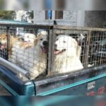 Κακοποίηση ζώων και ακτιβισμός - Η αδέσμευτη φωνή των τετράποδων