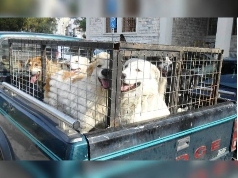 Κακοποίηση ζώων και ακτιβισμός - Η αδέσμευτη φωνή των τετράποδων
