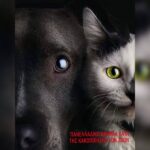 Κακοποίηση ζώων και ακτιβισμός - Η αδέσμευτη φωνή των τετράποδων