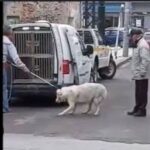 Κακοποίηση ζώων και ακτιβισμός - Η αδέσμευτη φωνή των τετράποδων