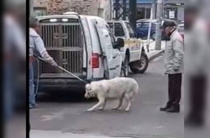 Κακοποίηση ζώων και ακτιβισμός - Η αδέσμευτη φωνή των τετράποδων