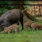 Κακοποίηση ζώων και ακτιβισμός - Η αδέσμευτη φωνή των τετράποδων