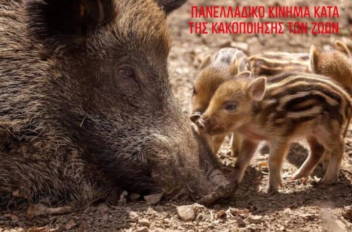 Κακοποίηση ζώων και ακτιβισμός - Η αδέσμευτη φωνή των τετράποδων